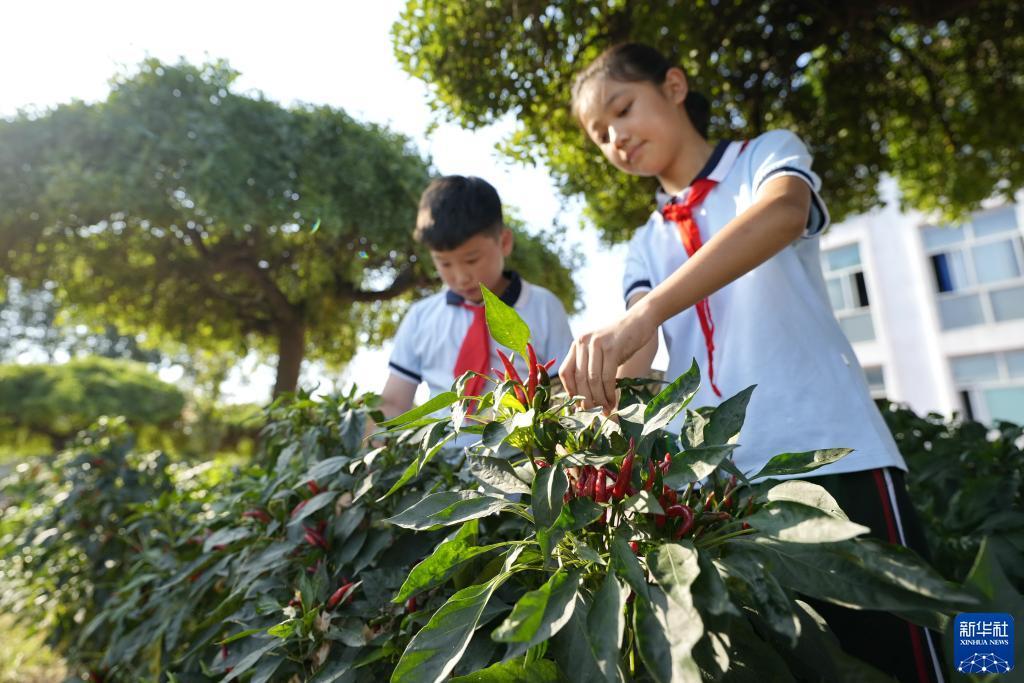 免费炸三张金花游戏下载豆子